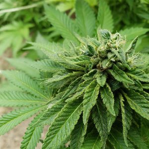 Green Crack IBL-F-6
