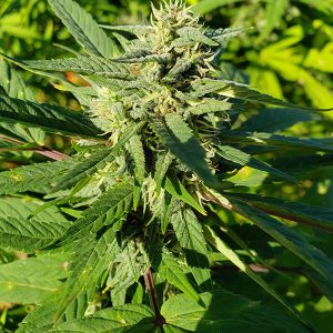 Pineapple Express F-4