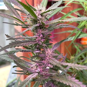 Strawberry F-3