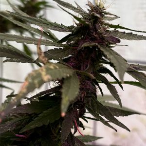 Daddy's White Widow F-2